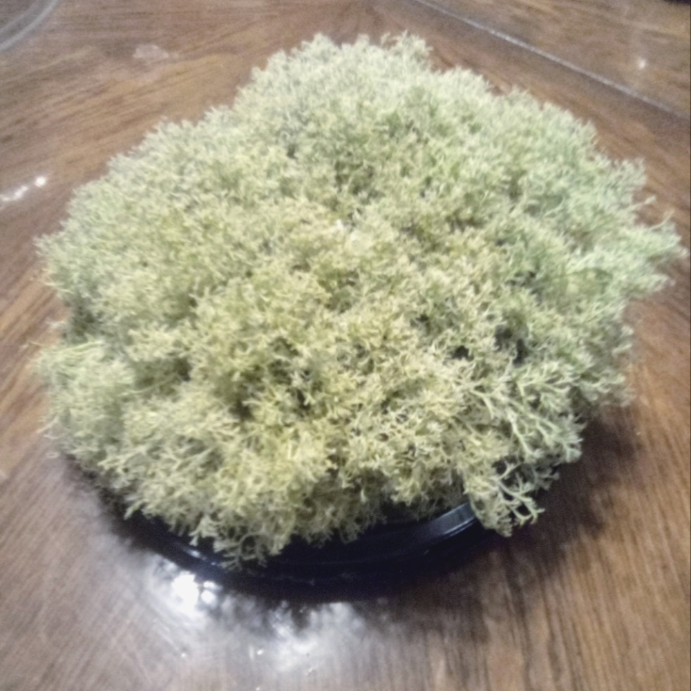 Preserved Reindeer Moss
